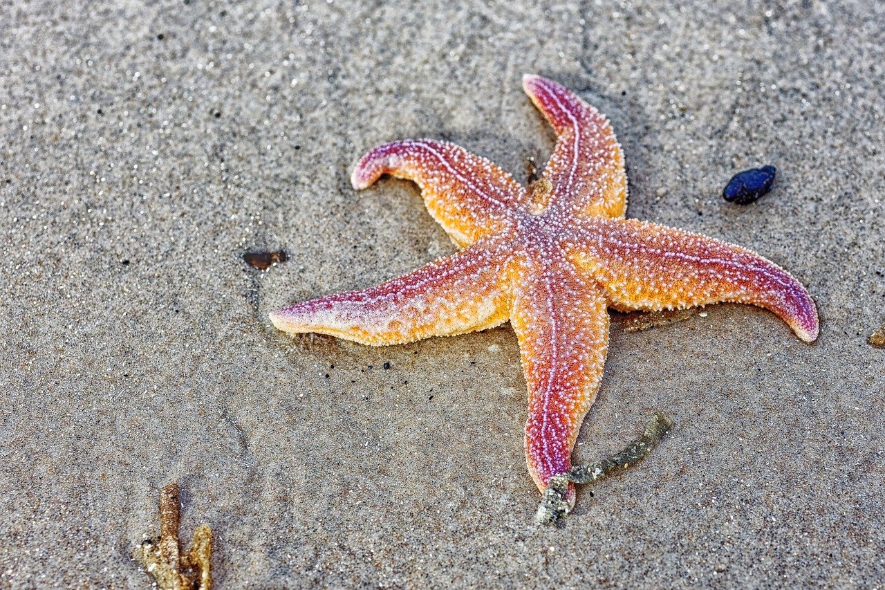 Starfish: Masters of Arm Regeneration