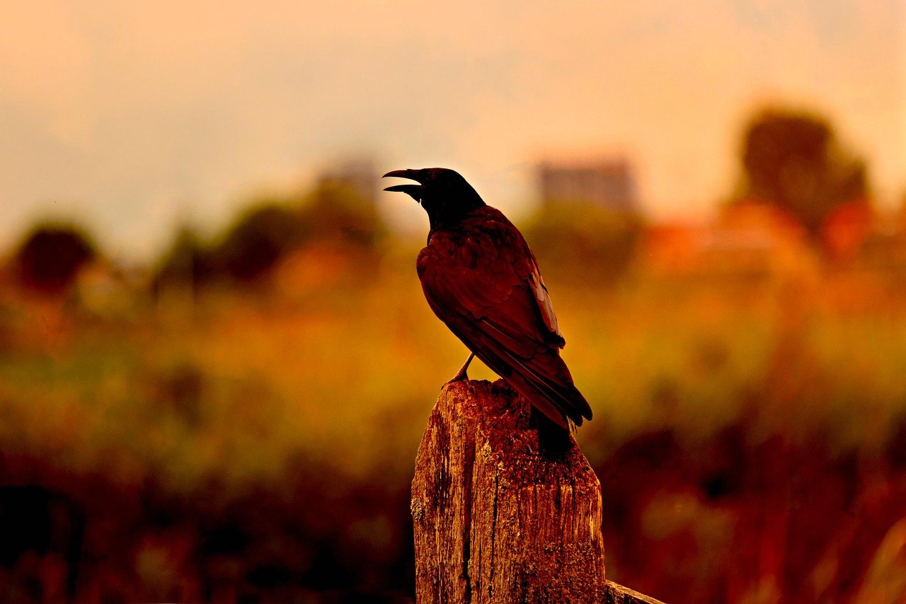 Crows: The Problem Solvers