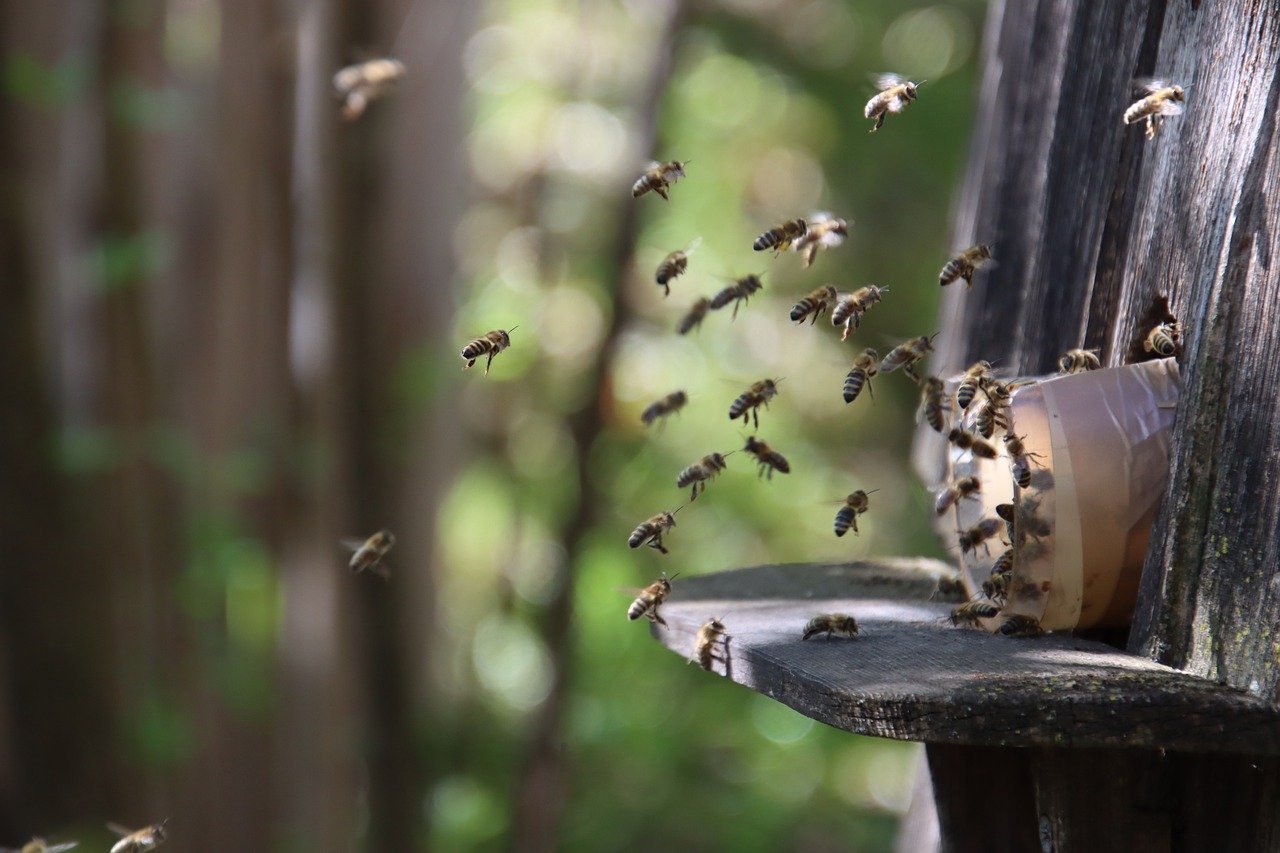 Bees: The Communicators