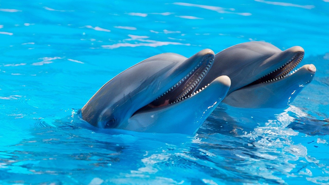 Dolphins: The Social Geniuses