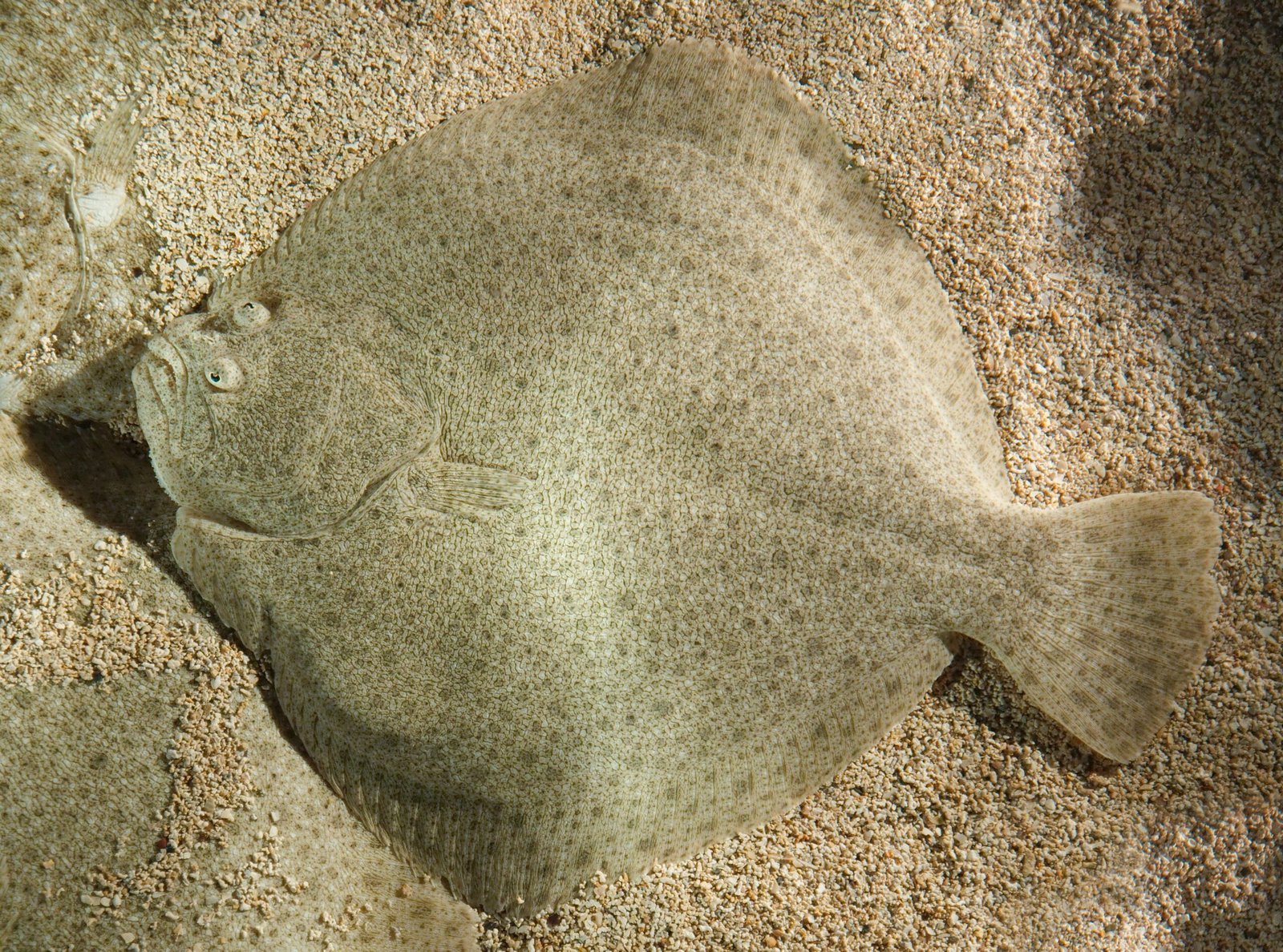 The Transformative Flatfish