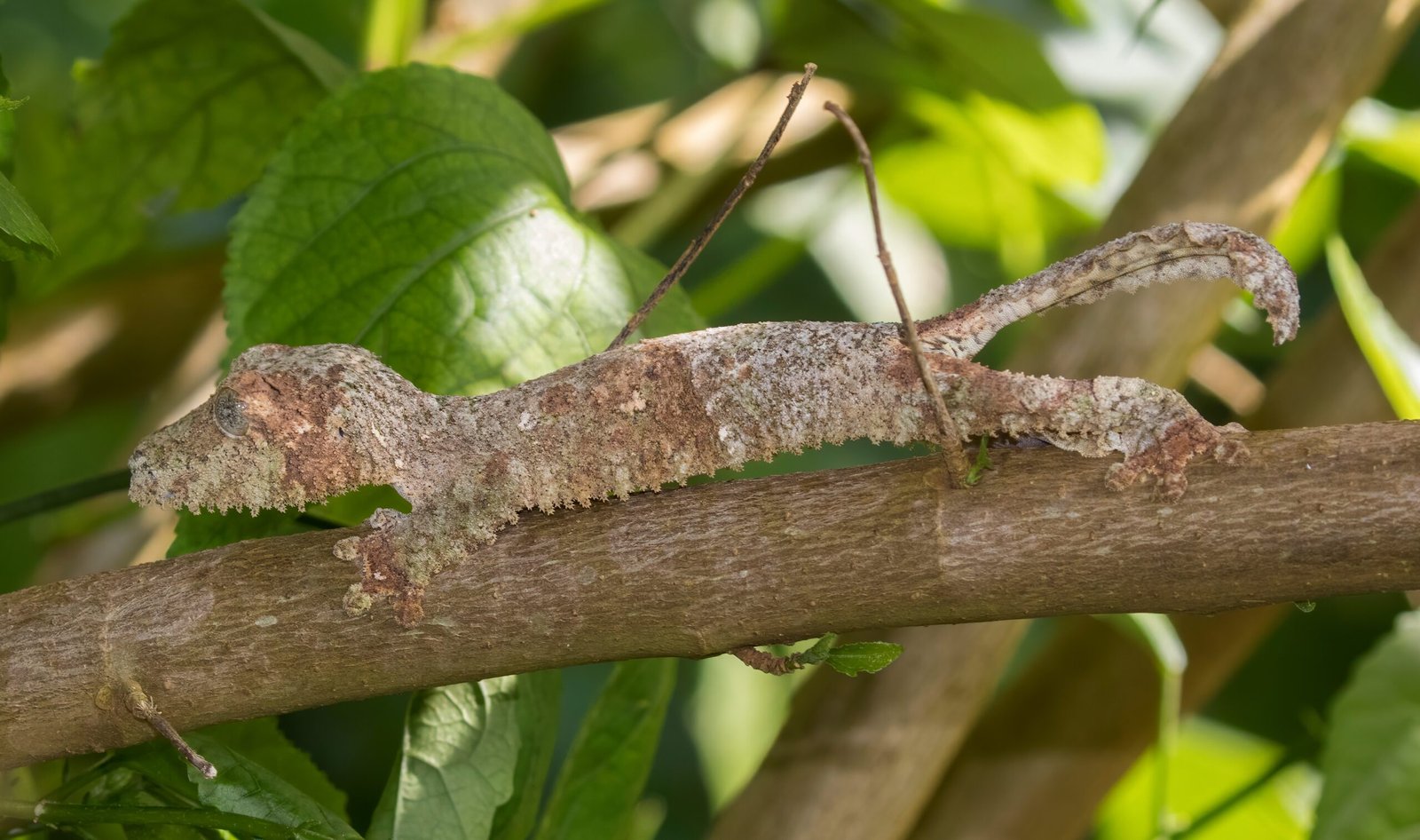 The Incredible Leaf-Tail Gecko