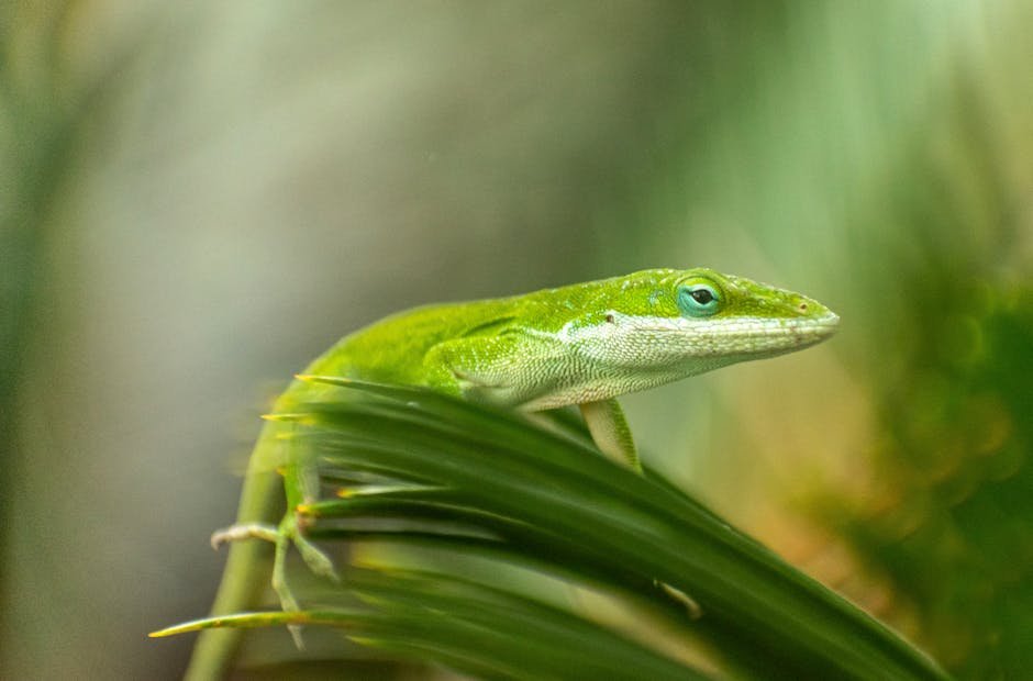 The Adaptive Anole Lizard