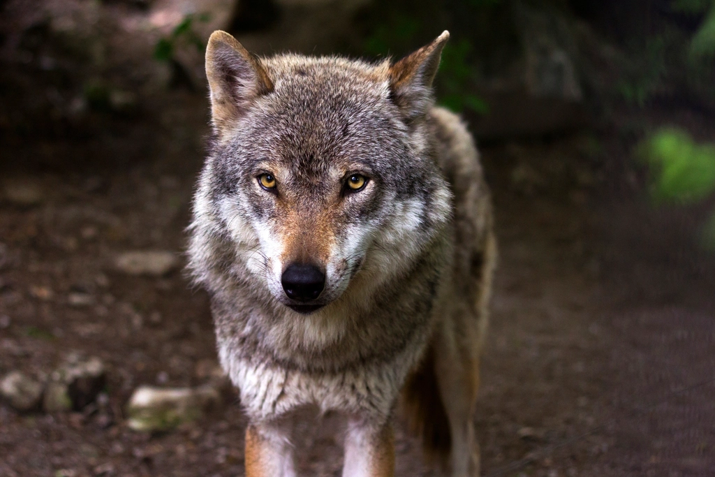 Wolves: The Legendary Werewolf