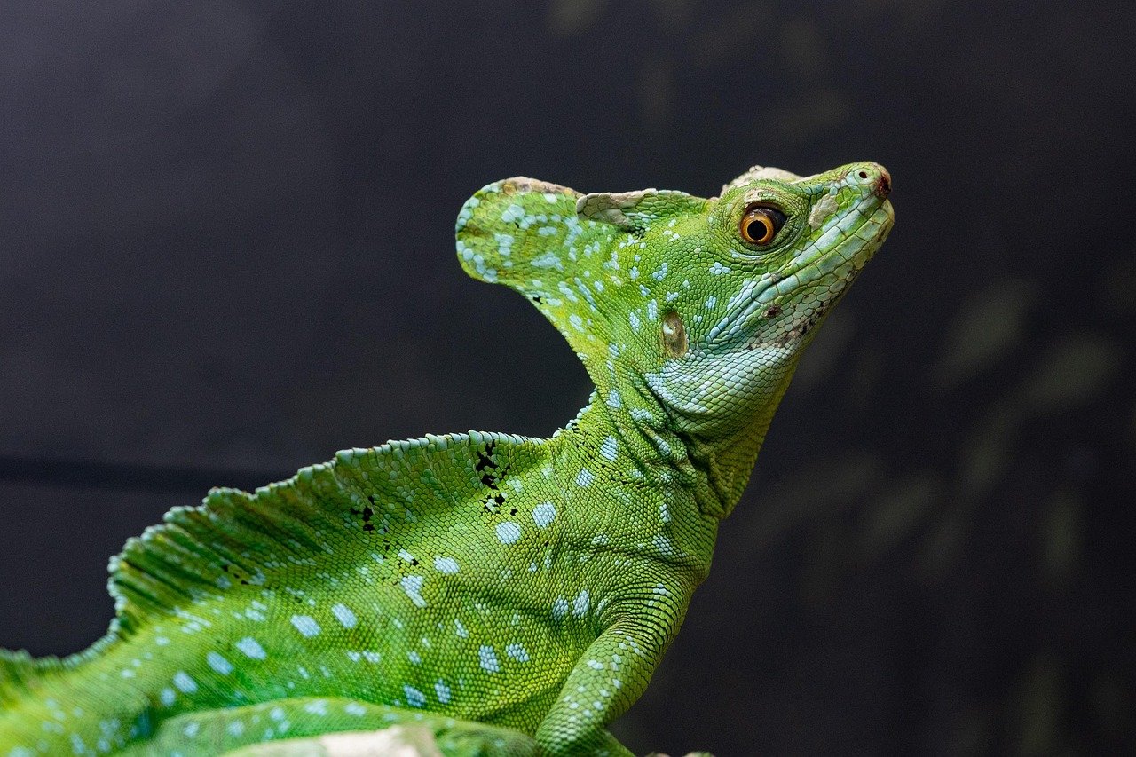 Basilisk Lizard: The Cockatrice