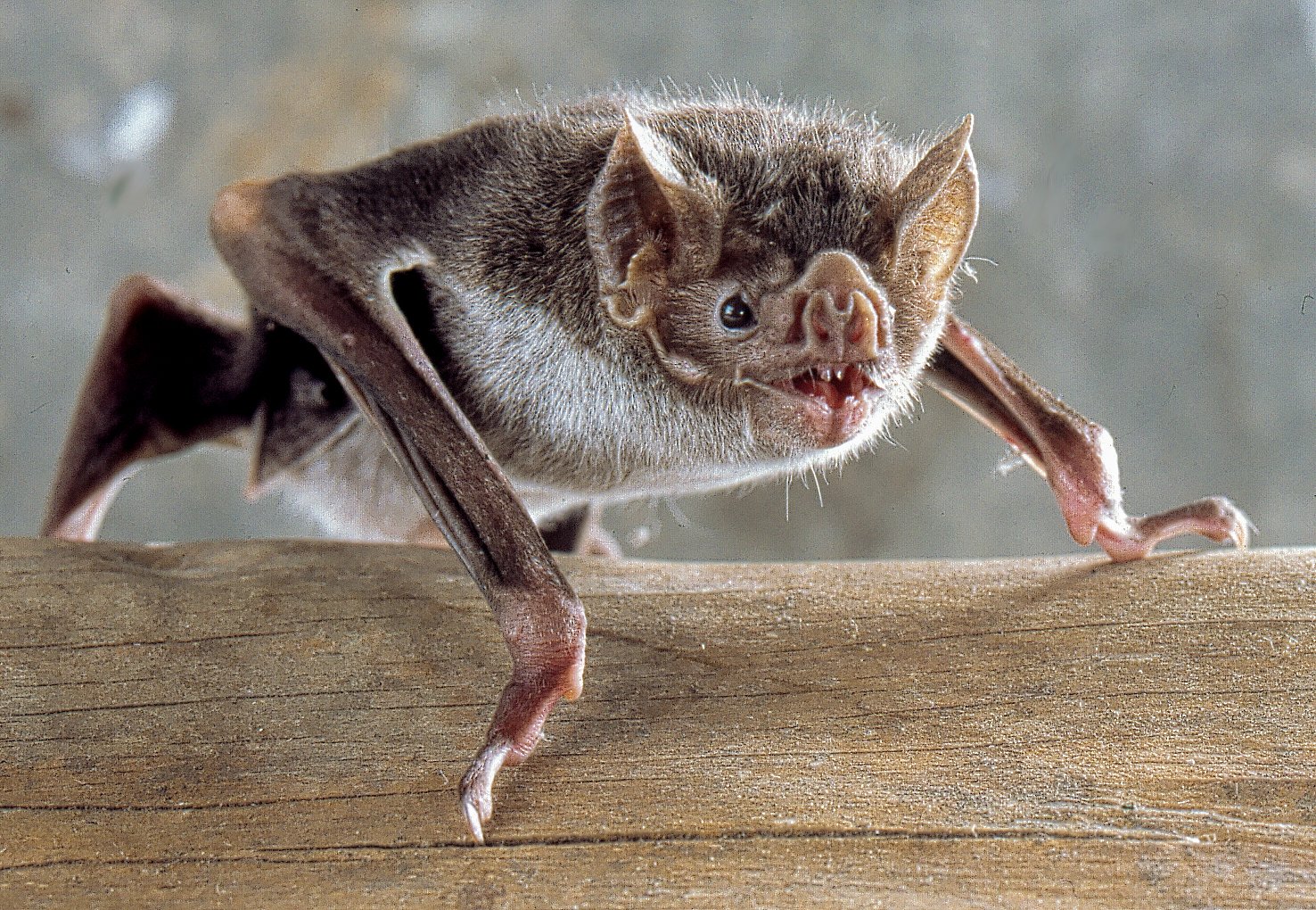 Vampire Bat: The Bloodthirsty Vampire