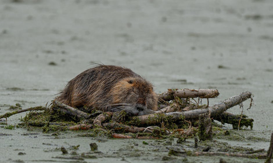 Beavers: The Engineers of the Wetlands