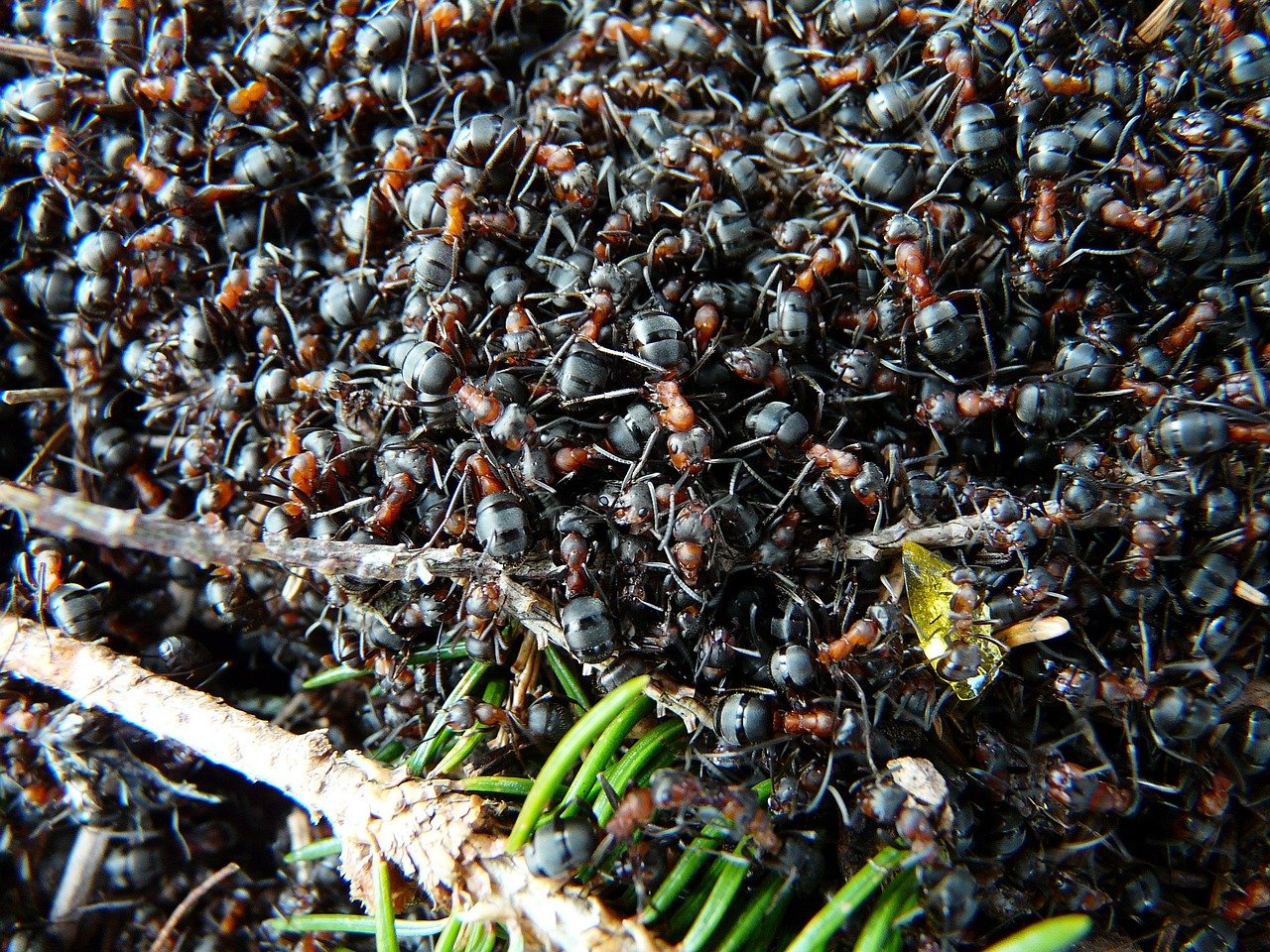 Ants: The Underground Metropolises