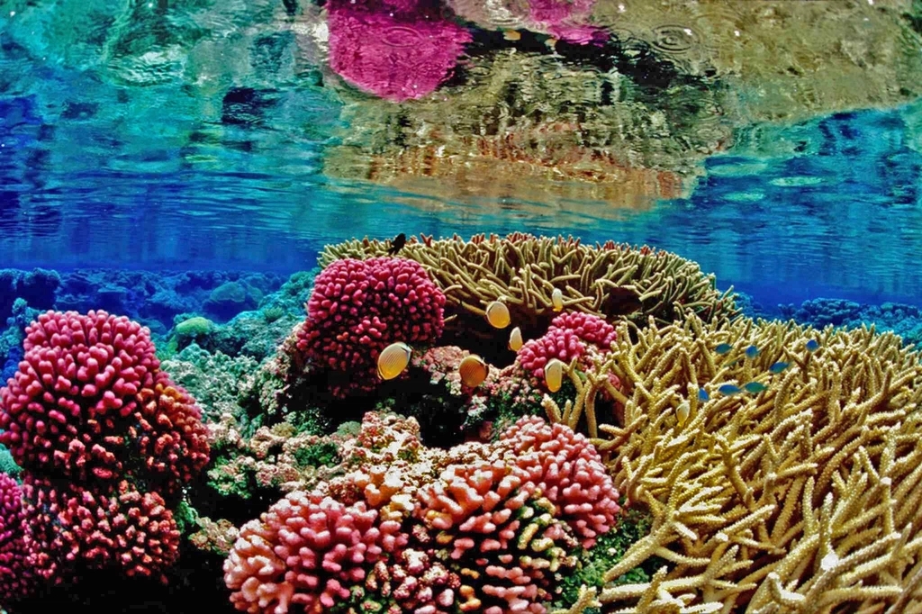 Corals: The Architects of the Ocean