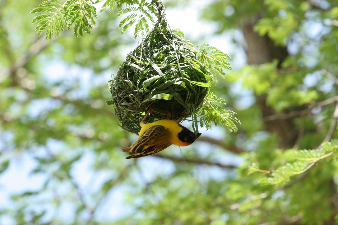 Weaver Birds: The Textile Artists of the Trees