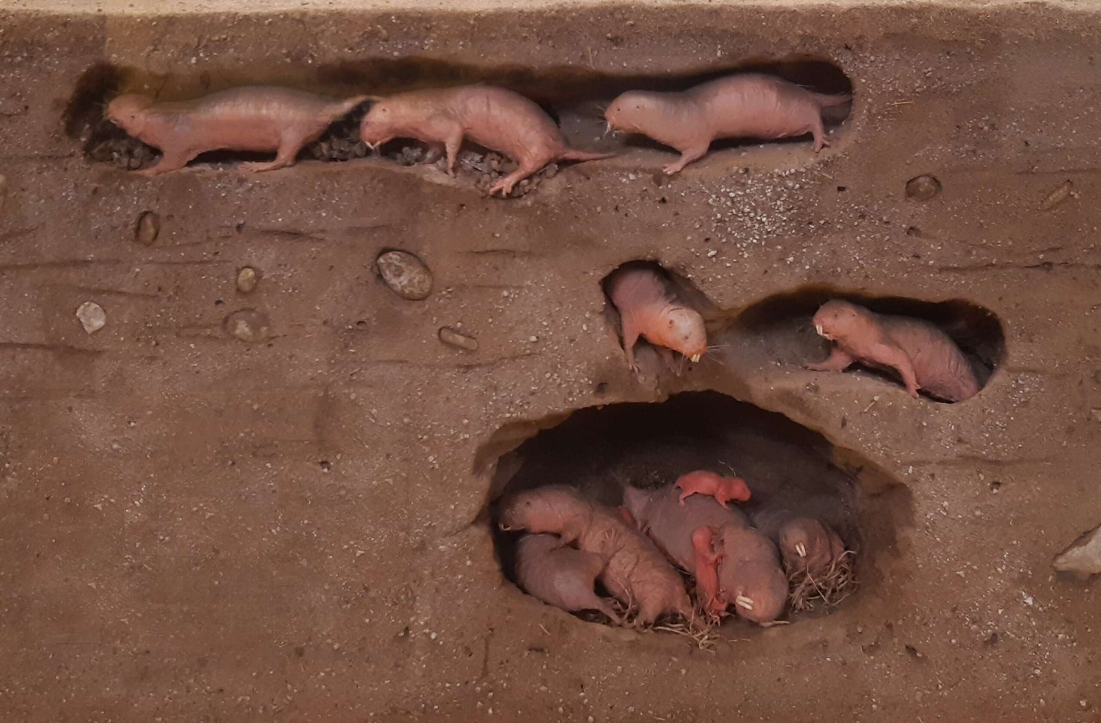 Moles: The Subterranean Tunnelers