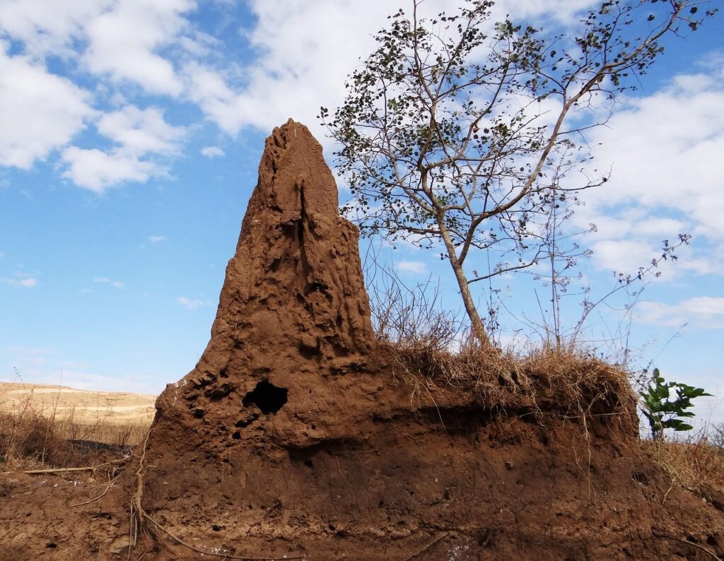Termite Mound Architecture