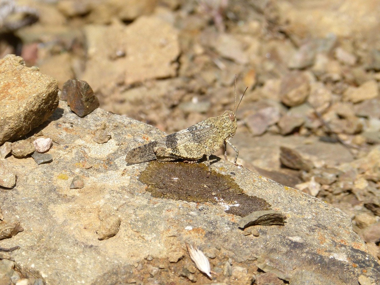 Mimicry: The Power of Deception