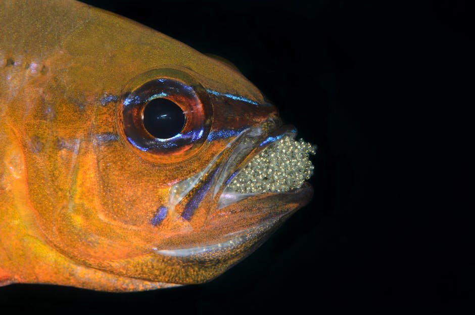 Mouthbrooding: Carrying Young in Unusual Places