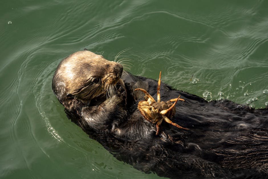 Sea Otters: Nature's Adorable Floaters