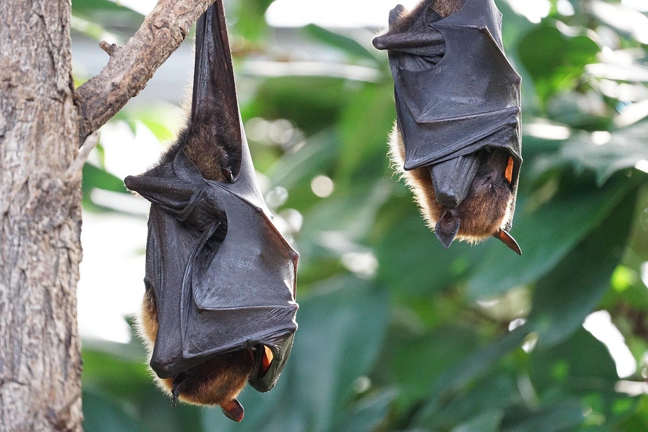 Bats: The Upside-Down Dreamers