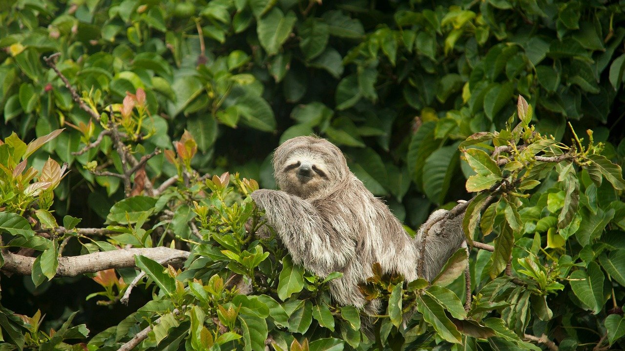 Sloths: Champions of Leisurely Sleep