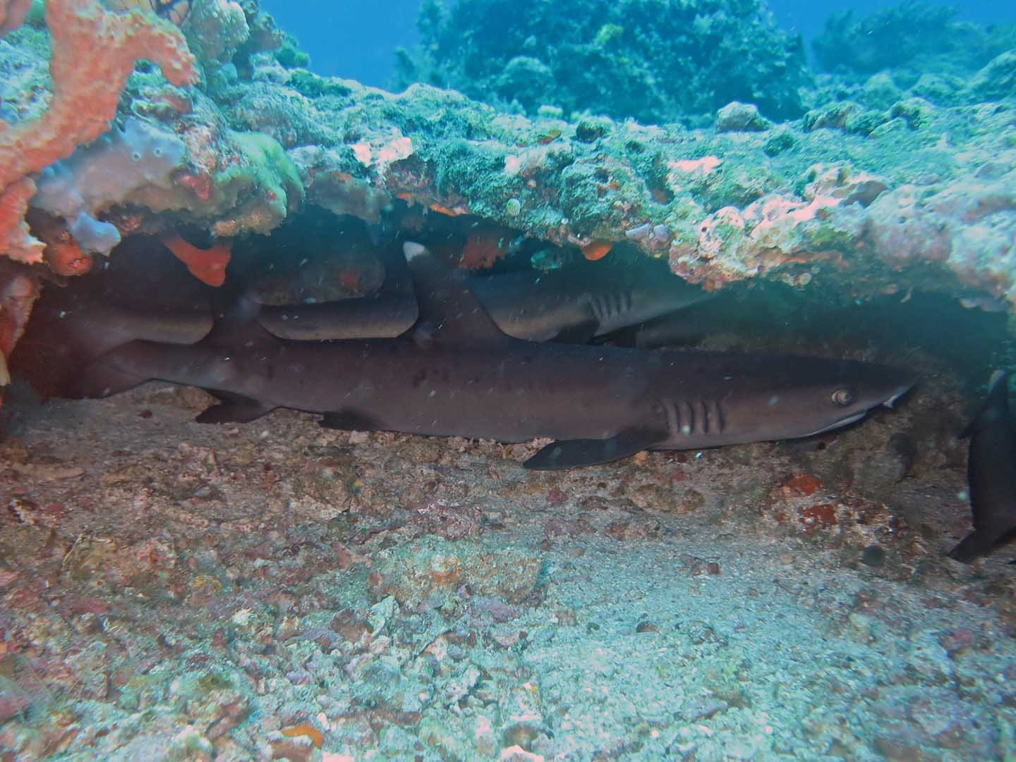 Sharks: Motion-Dependent Sleep