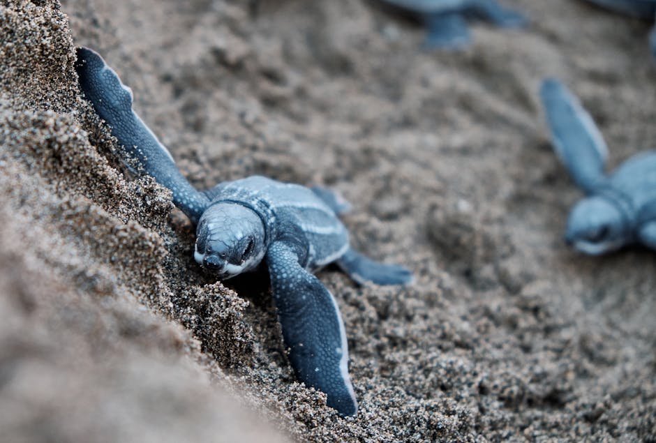 Painted Turtle Hatchlings: Young Survivors