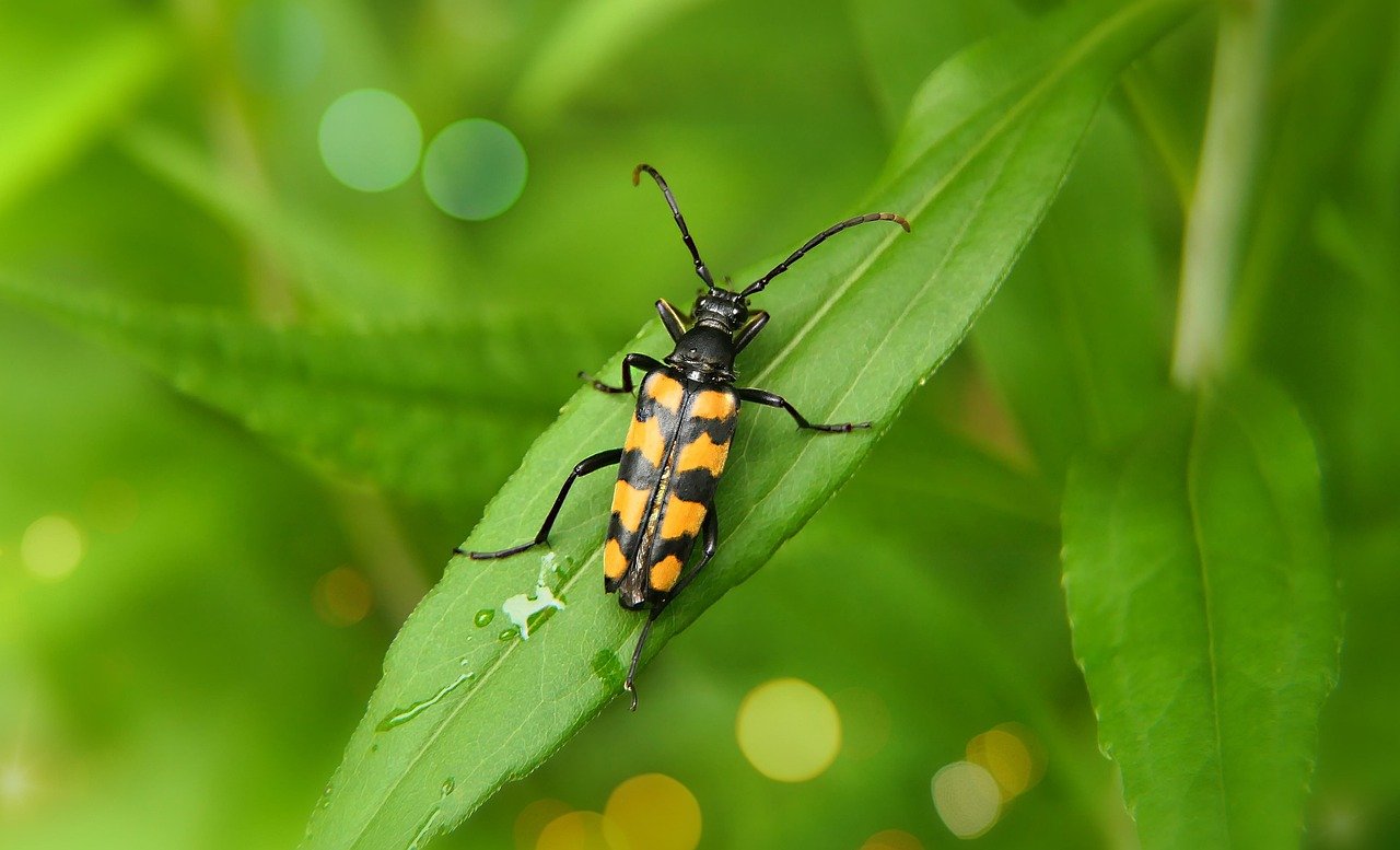 Alaskan Beetles: Frozen Warriors