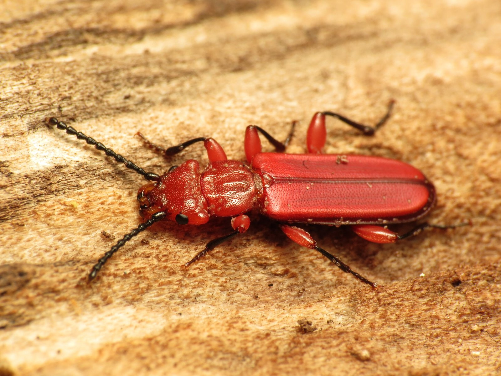 North American Red Flat Bark Beetle: The Cold's Adversary