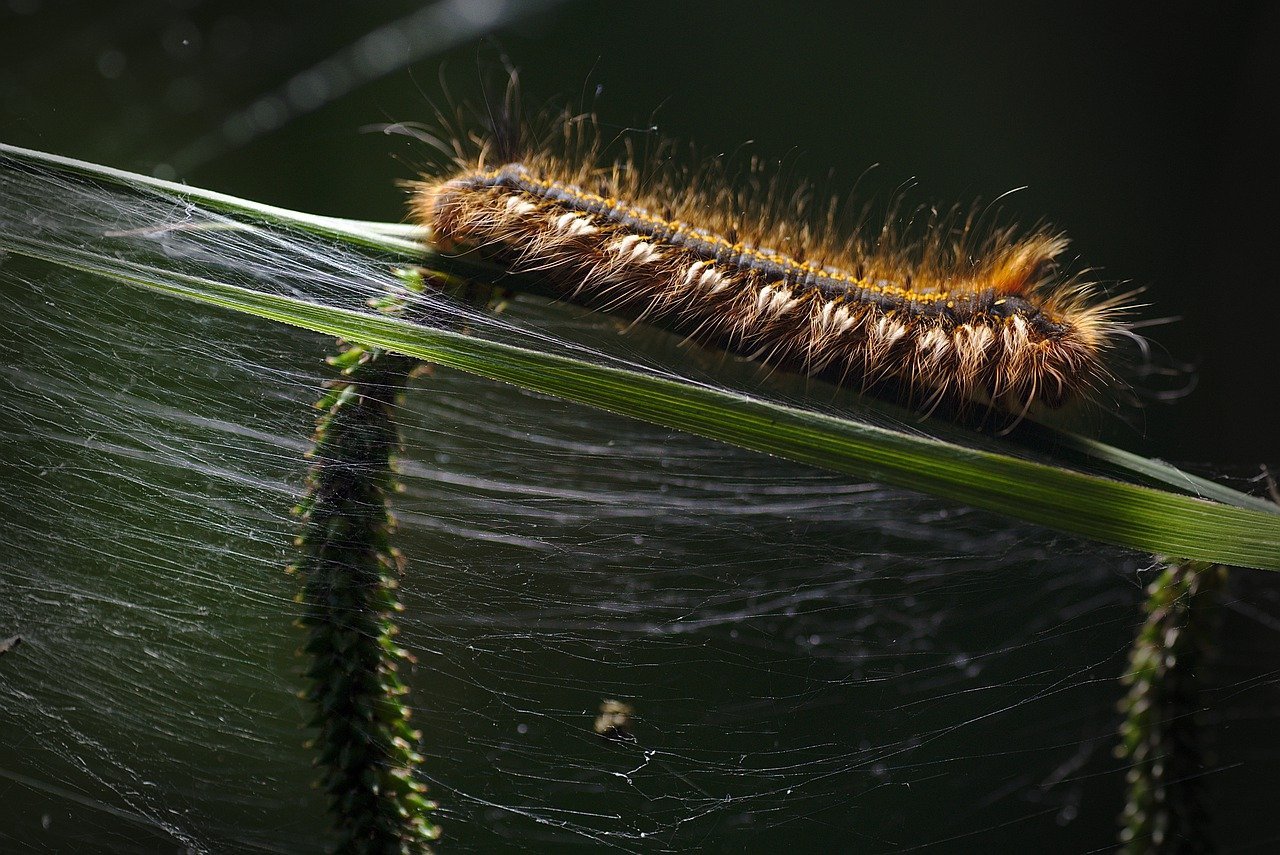 Woolly Bear Caterpillar: The Furry Freeze Master