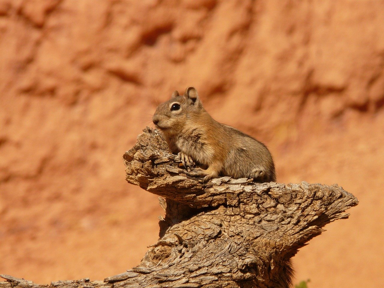 Arctic Ground Squirrel: The Snoozing Survivor