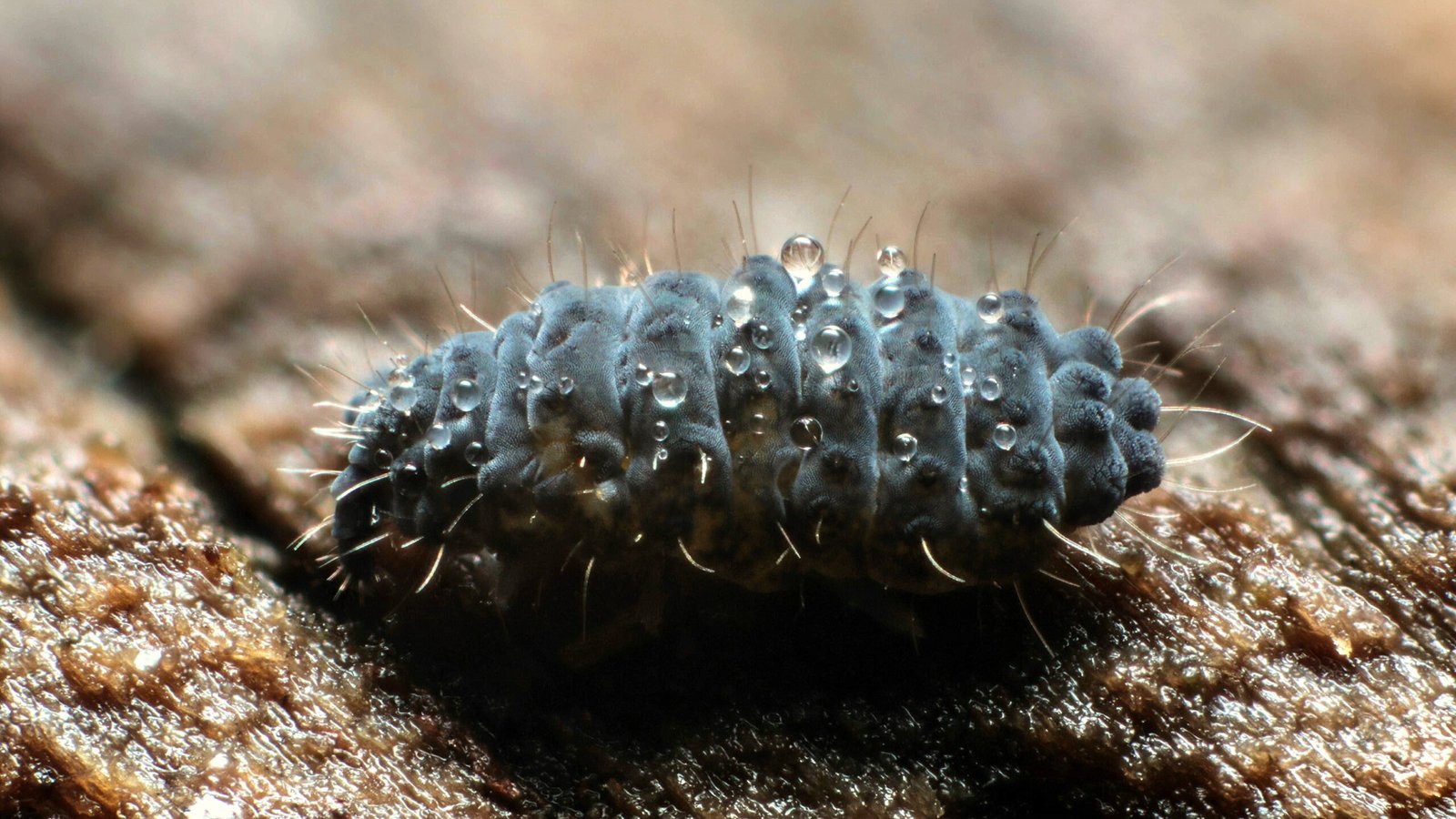 Springtails: The Miniature Ice Defiers
