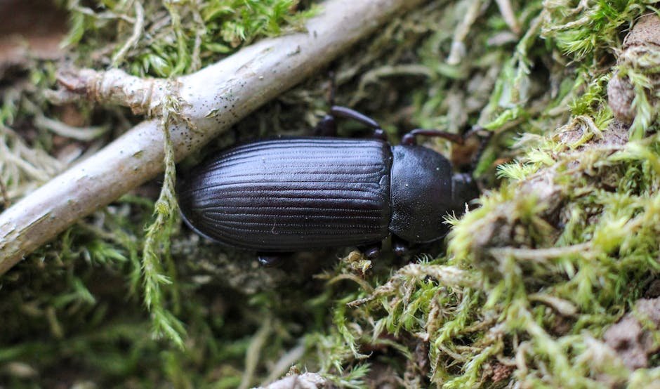 Darkling Beetle: The Desert's Chilly Counterpart