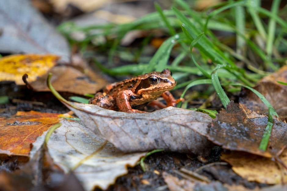 European Common Frog: The Cold-Blooded Wonder