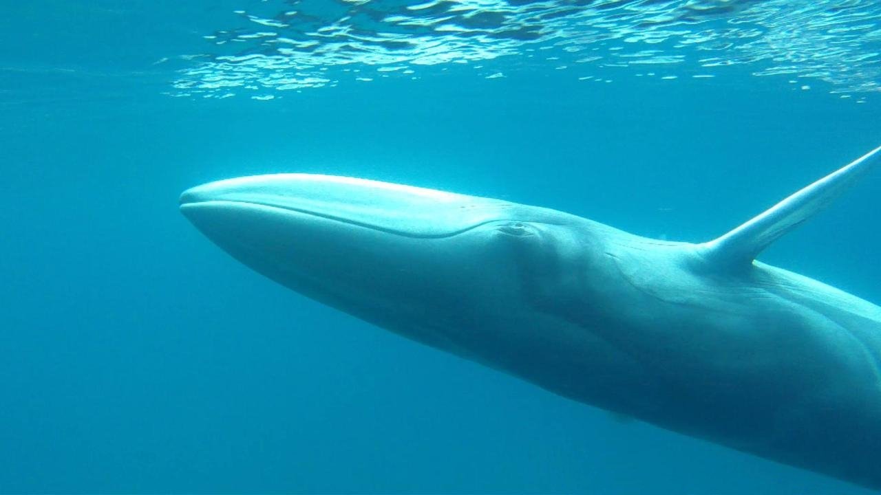 The Omura's Whale: A Marine Mystery Unveiled