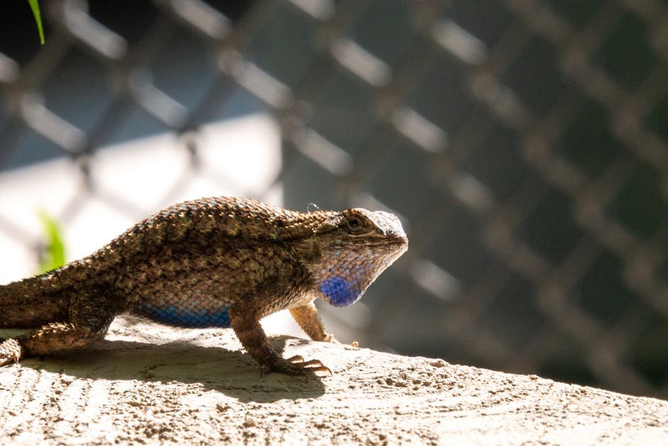 Eastern Fence Lizards: Masters of Illusion