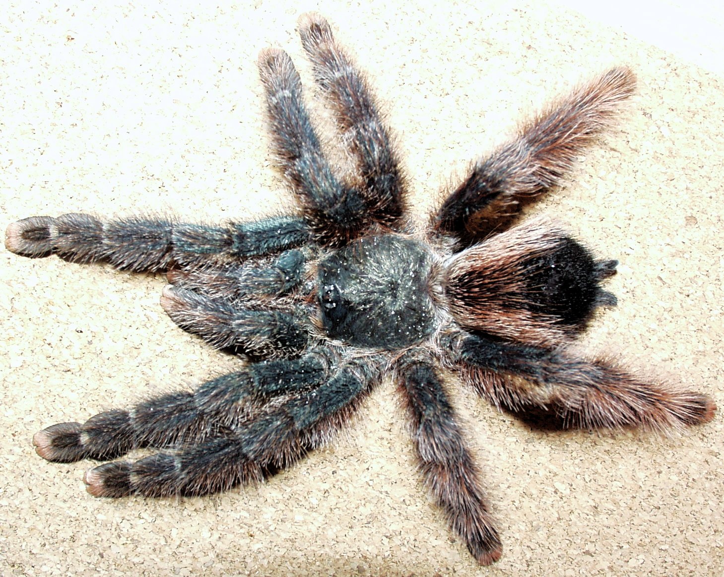 Brazilian Black Tarantula: The Arachnid Artiste