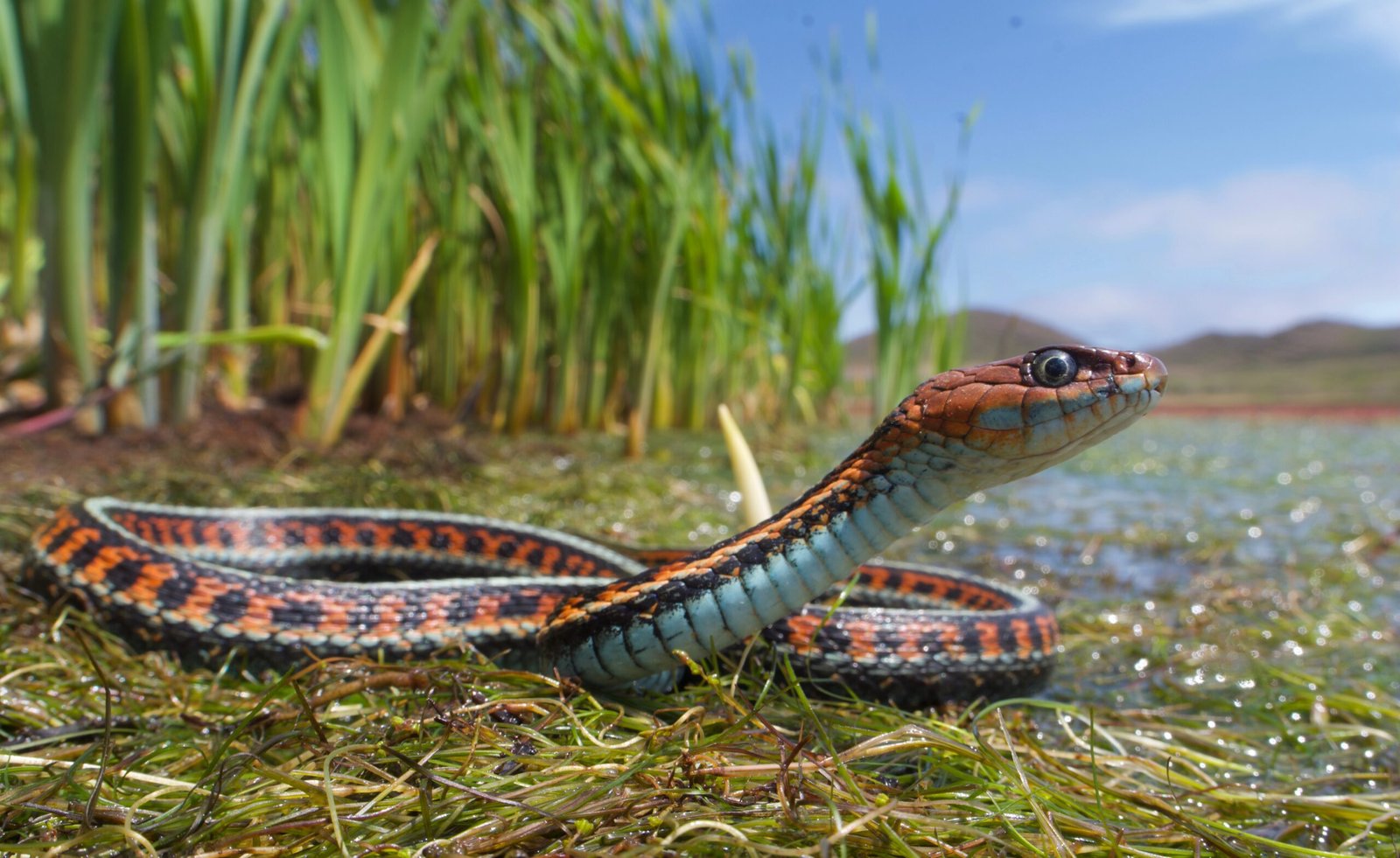 Red-Sided Garter Snakes: The Slithering Thespians