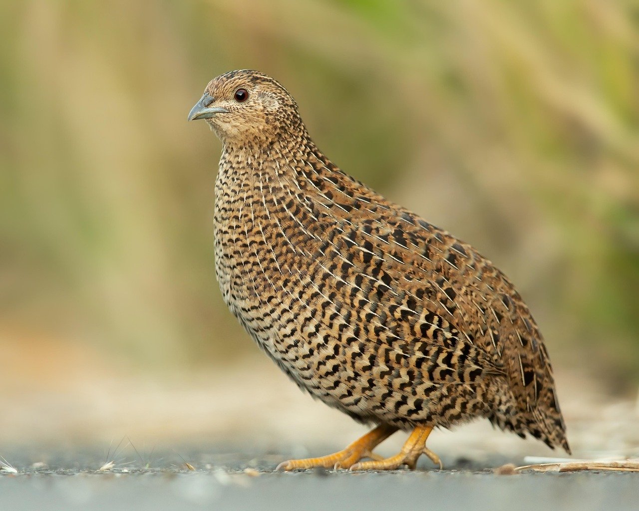 Japanese Quail: Avian Actors