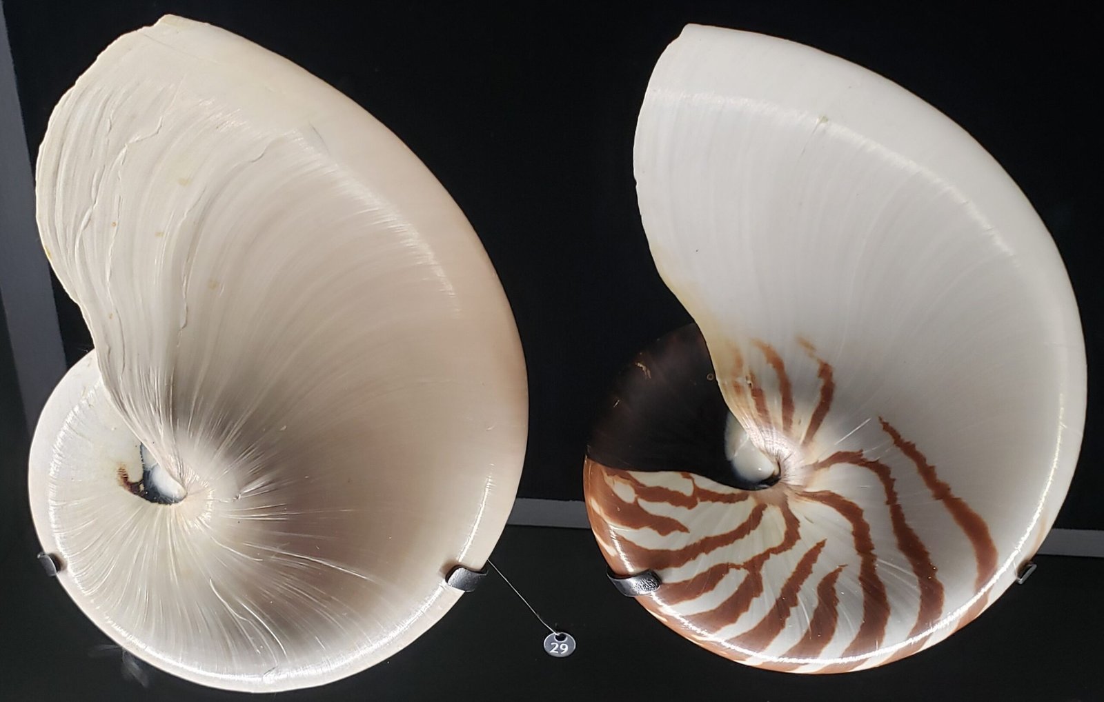 The Spiral Mystery of the Nautilus