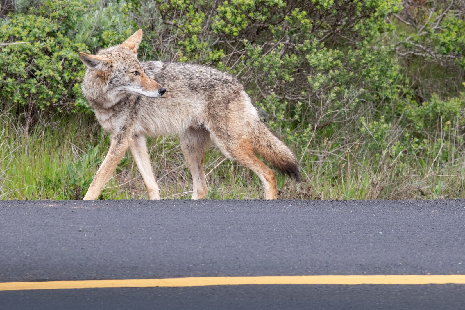 Urban Coyotes: Adaptation in the Heart of the City