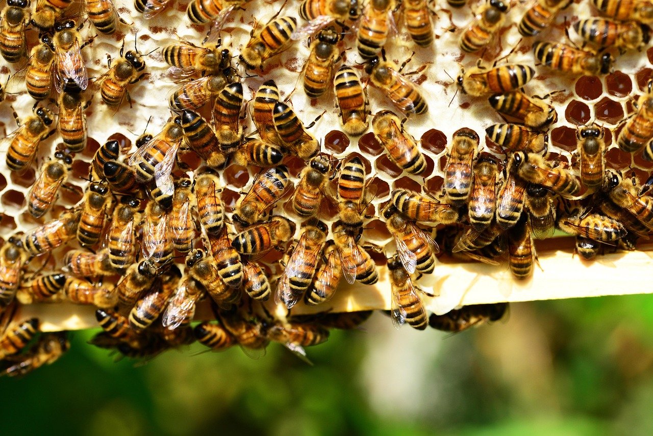 Bees: Pollinators in the Concrete Jungle