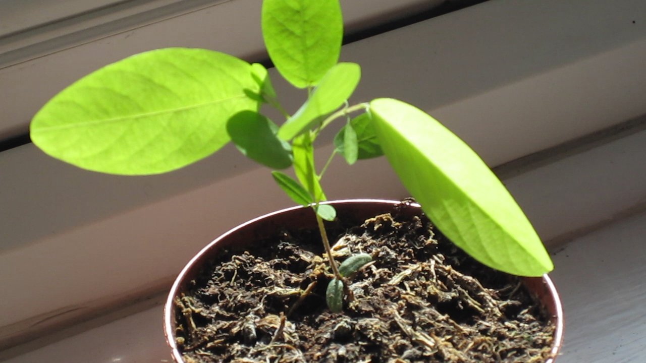 The Dancing Plant: Rhythmic Movements