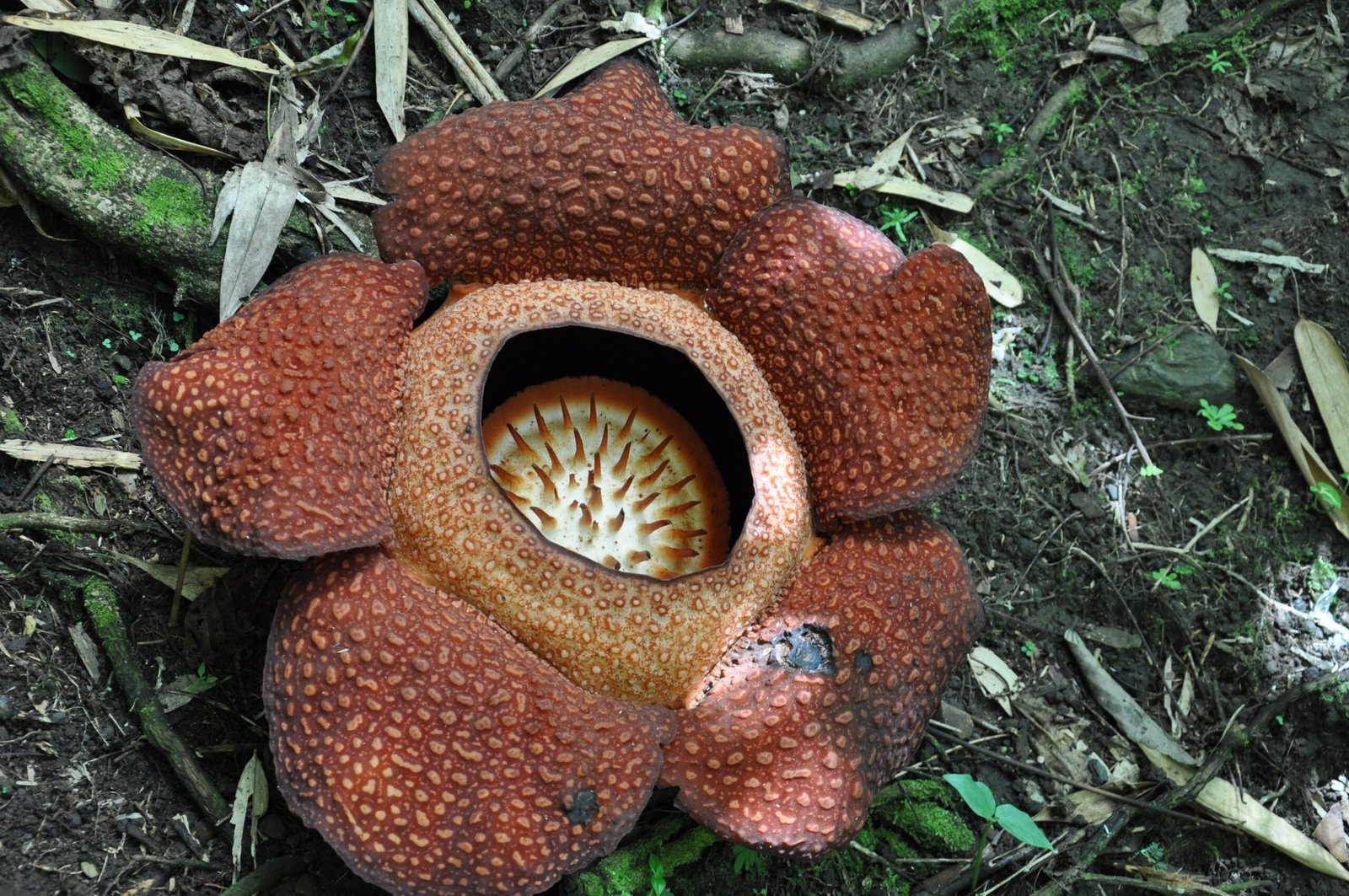 The Cunning Rafflesia: Deceptive Attraction