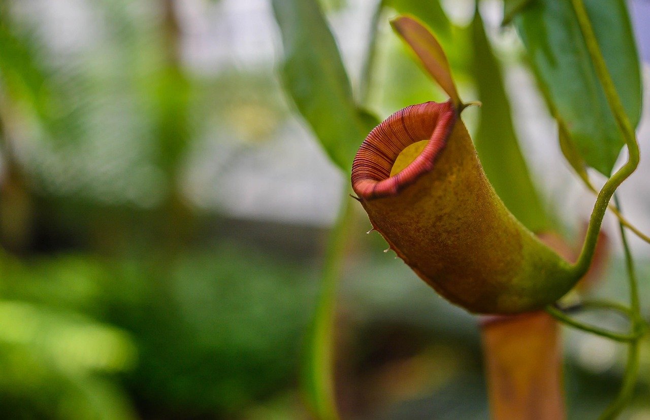 Pitcher Plants: Trapping with Precision