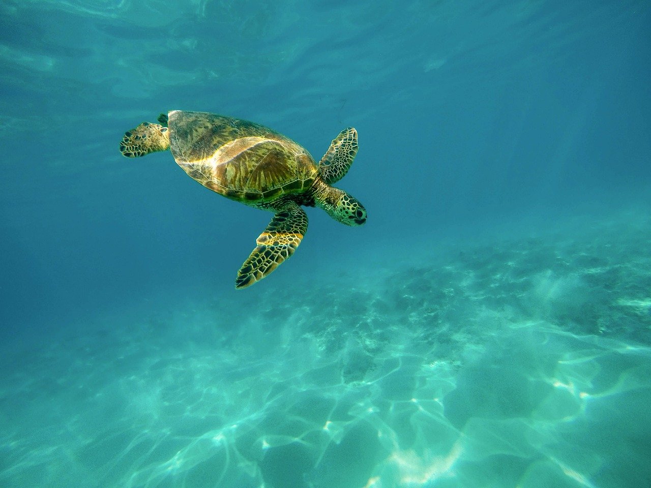 Migratory Patterns of Sea Turtles