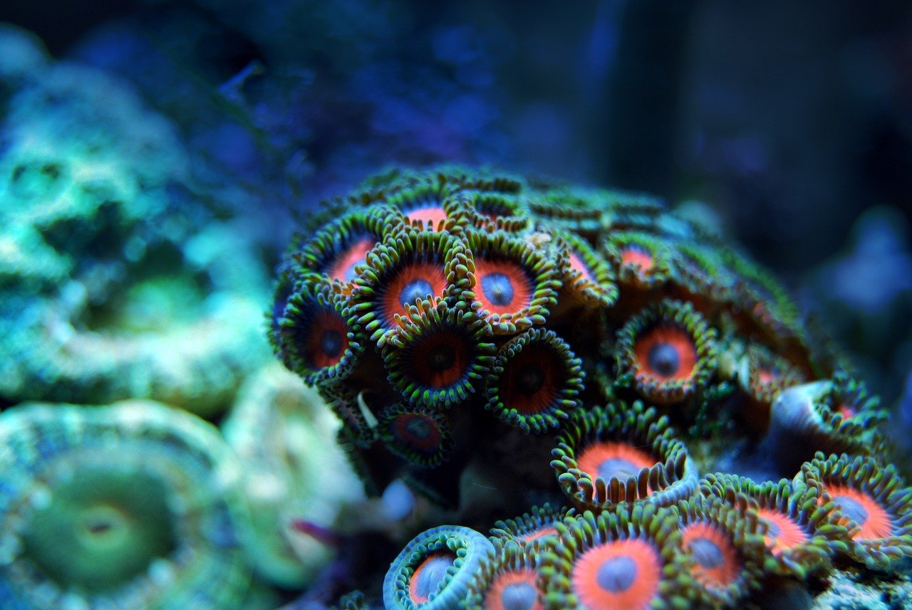 Reproductive Cycles of Corals