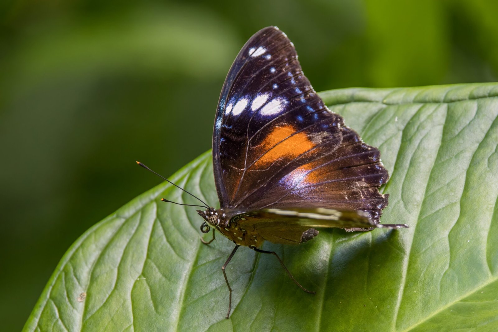 Insect Activity and the Lunar Cycle