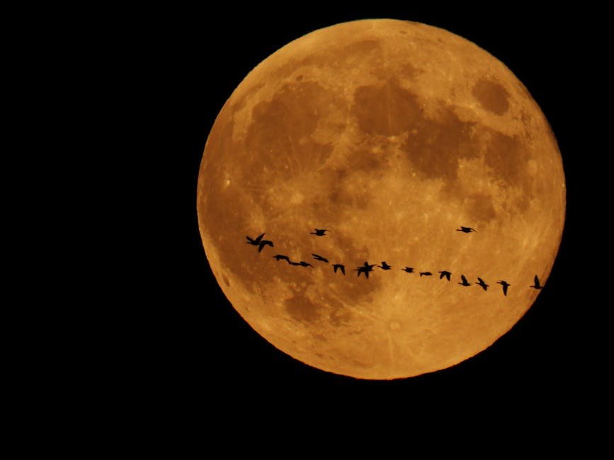 Bird Navigation and the Moon
