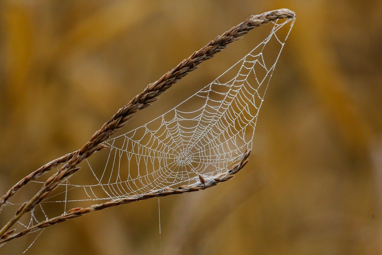 Spiders: The Web Weavers