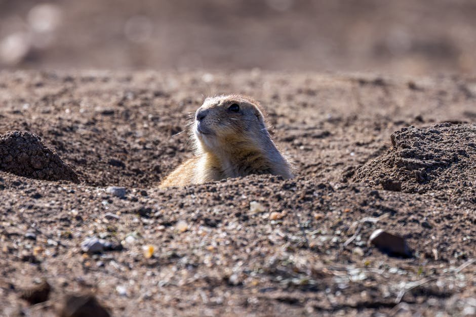 Prairie Dogs: The Burrowing Specialists