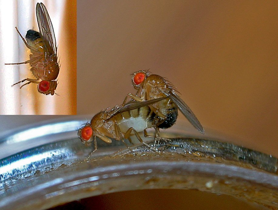 Fruit Flies: The Unsung Heroes of Genetics