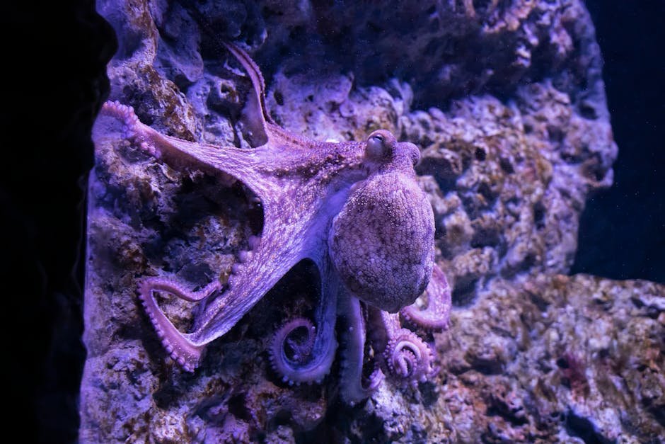 Octopuses: Masters of Camouflage and Inspiration