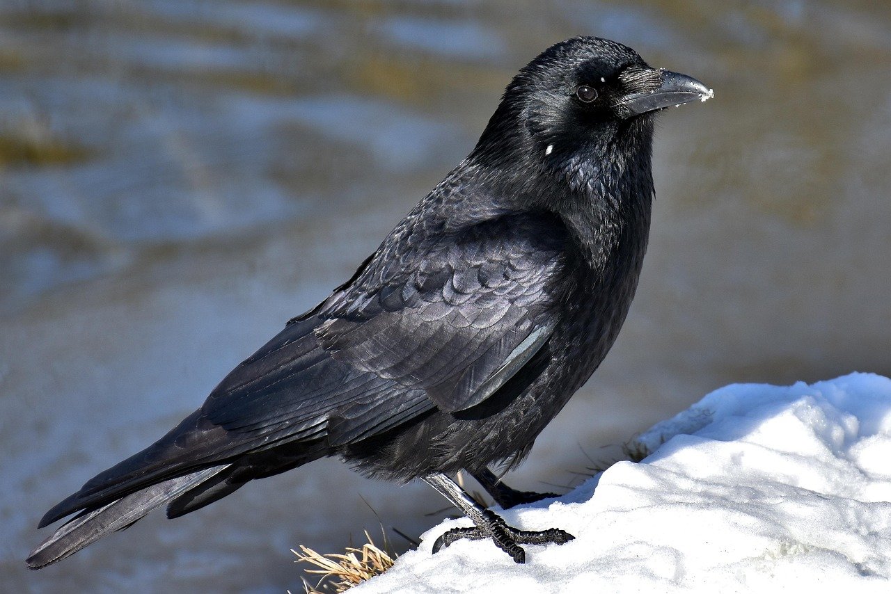 Crows: Nature's Ingenious Problem Solvers